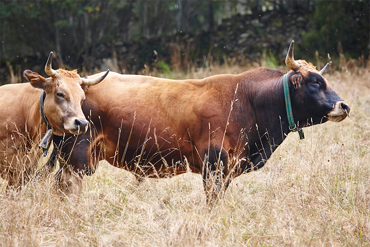 cow and a bull