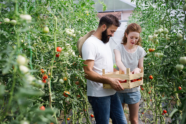 Gardening for Beginners