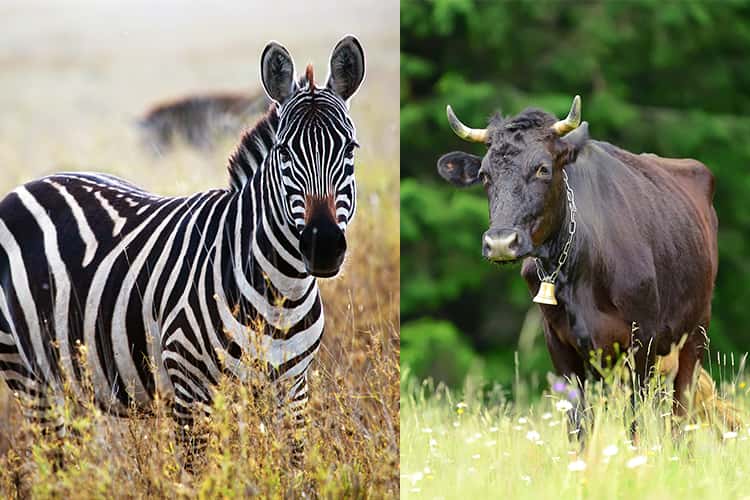 Painting Cows like Zebras? It has surprising benefits!
