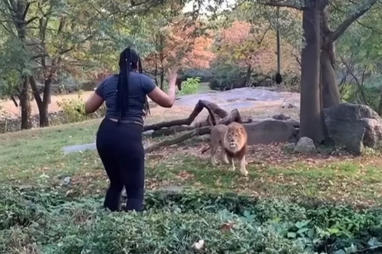 Woman stood in front of a Lion, You won’t believe what happened next!